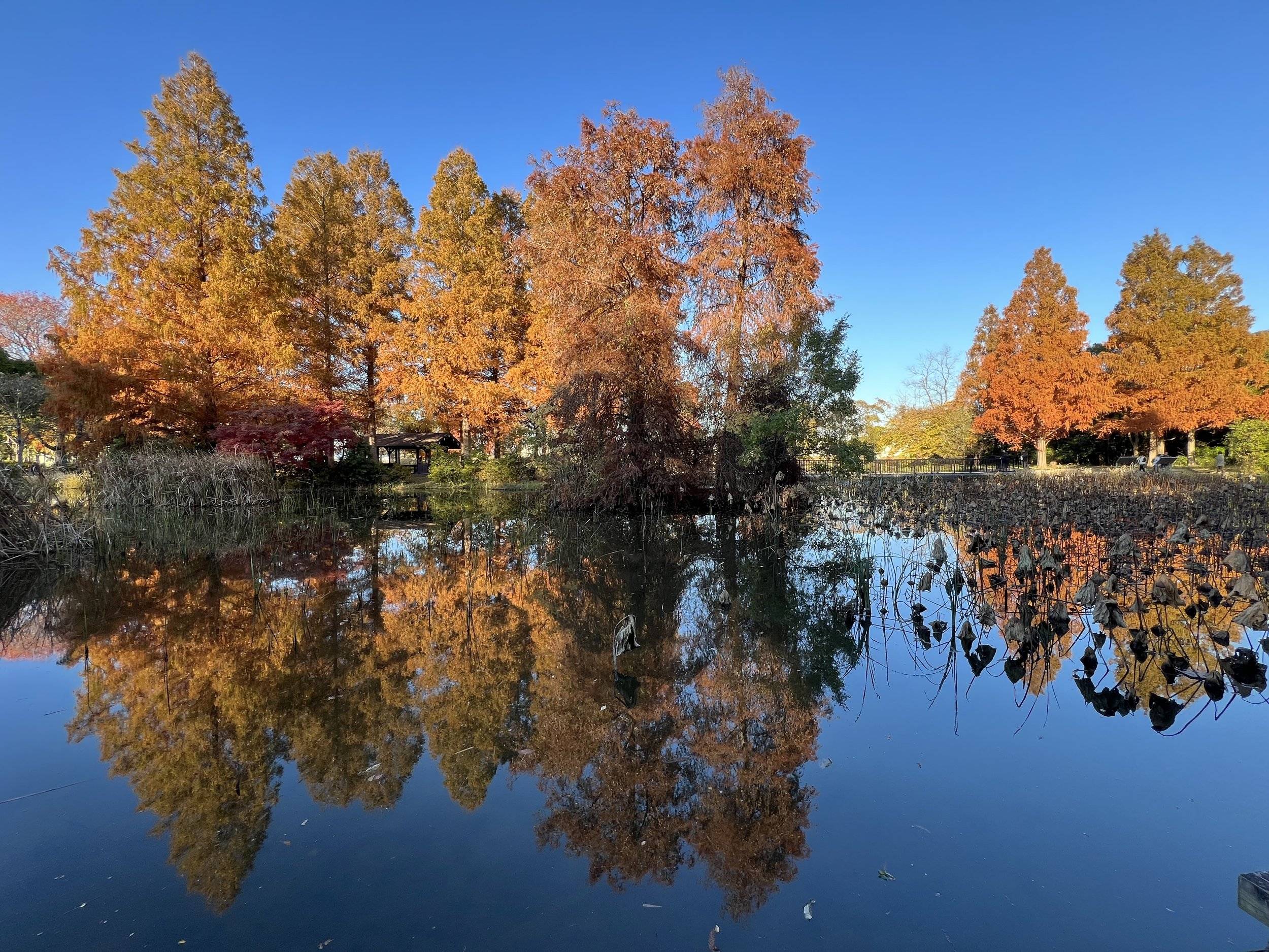 🌳 미즈모토 공원 (Mizumoto Park) 이미지 10